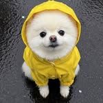 zzo_pom_